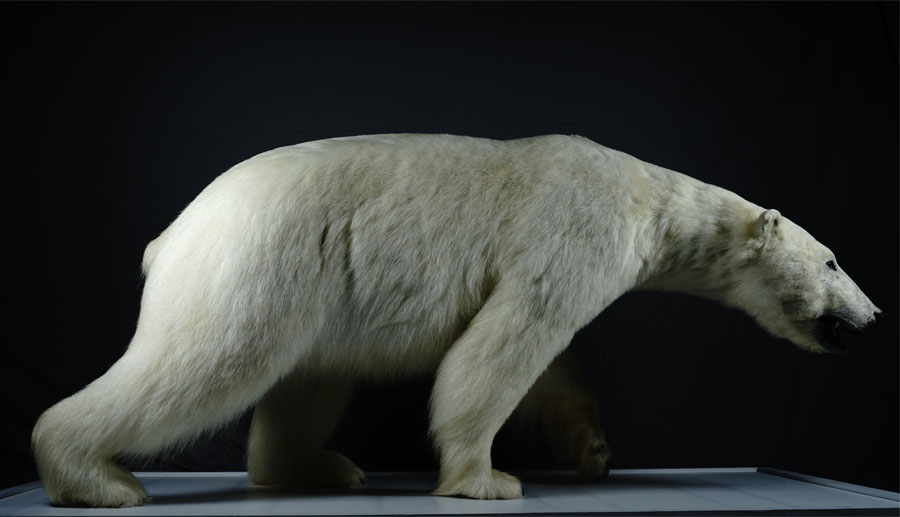 北极熊2.jpg