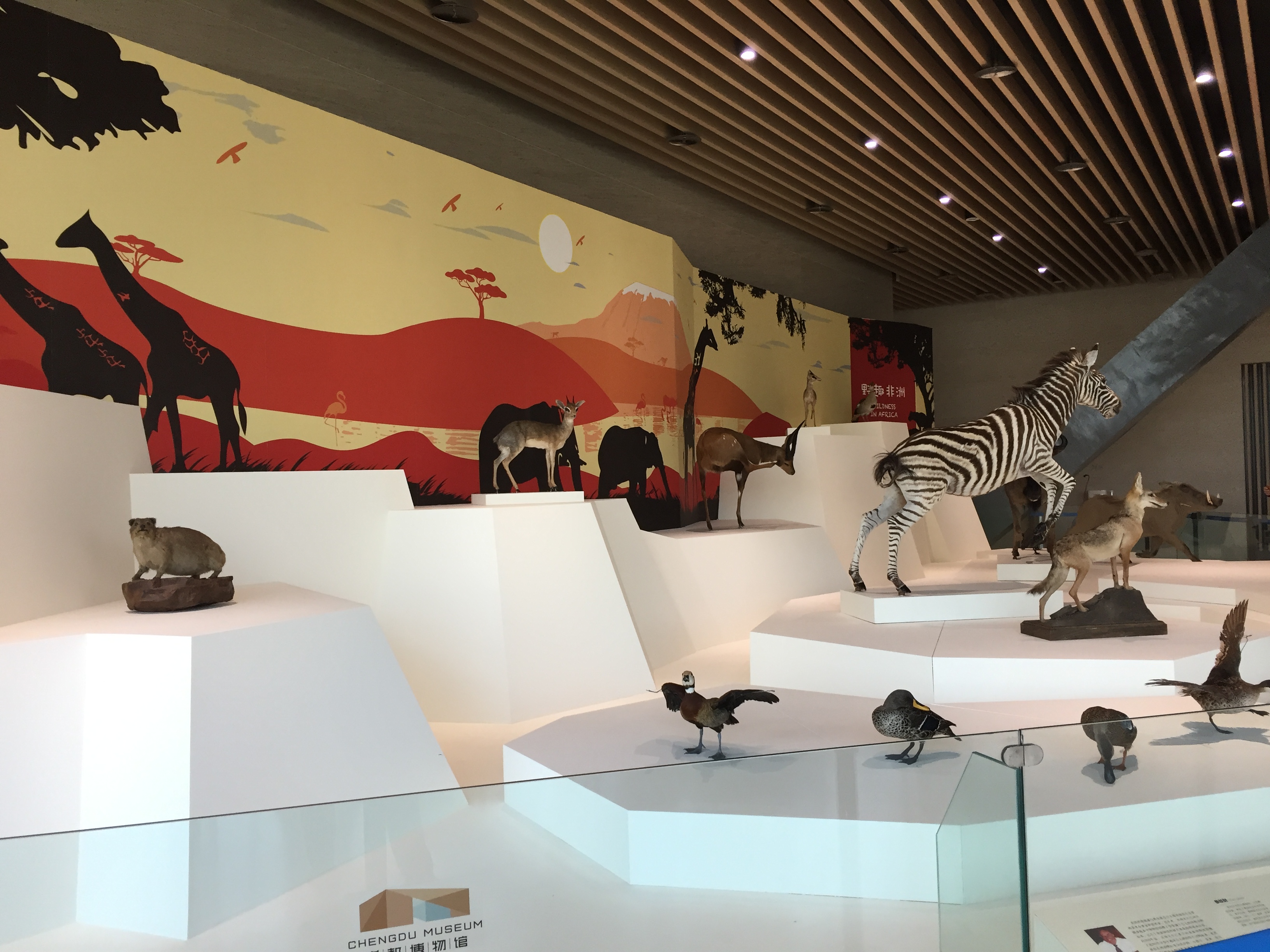 野趣非洲展厅现场照片1-四楼公共空间展出的非洲动物标本