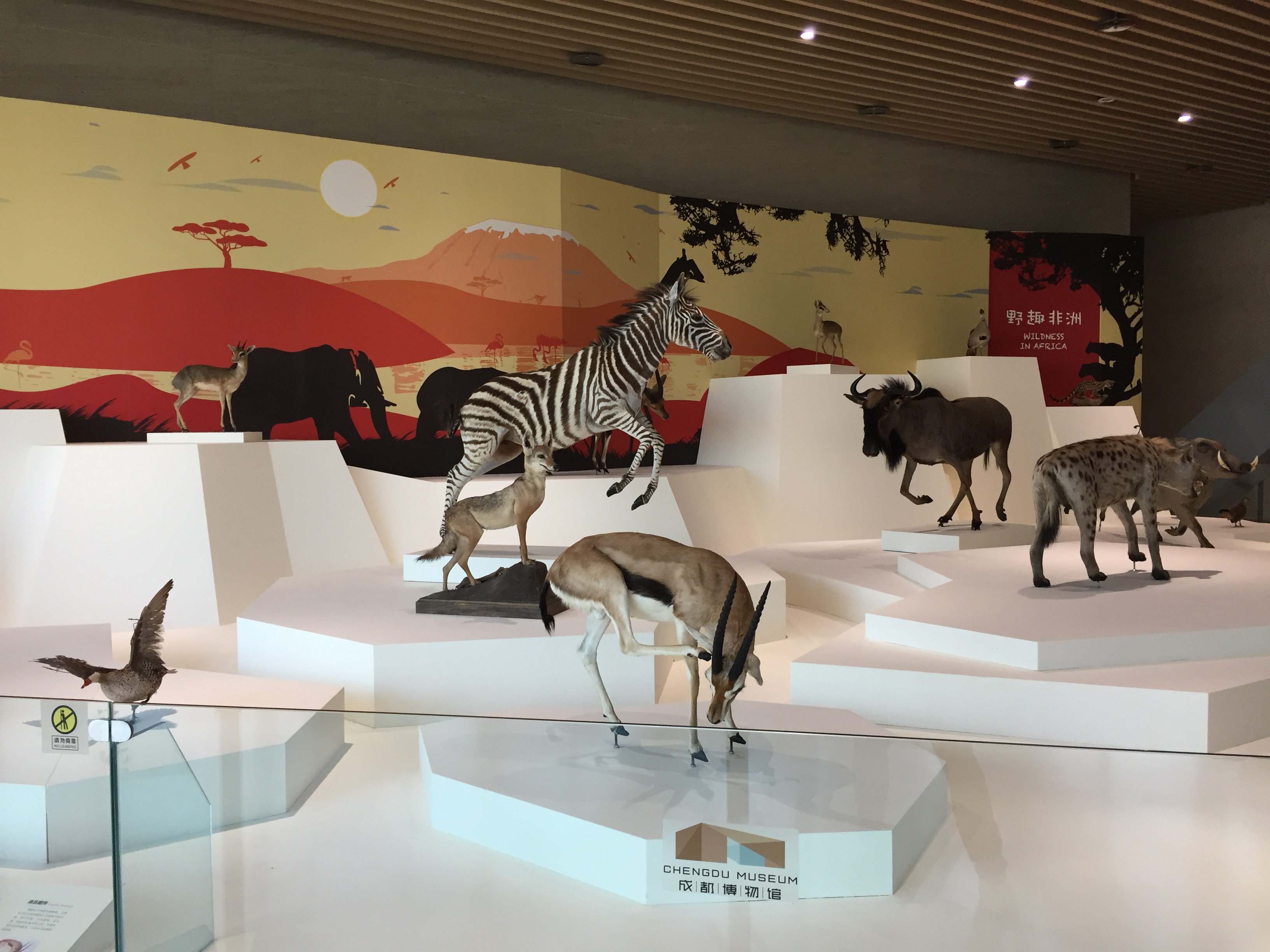 野趣非洲展厅现场照片2-四楼公共空间展出的非洲动物标本